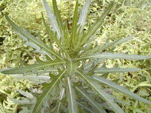 仙鹤草 血余炭 止血药 —— 仙鹤草 白及 棕榈炭 血余炭 藕节 大蓟 小蓟 地榆 槐花 侧柏叶 白茅根_血余炭