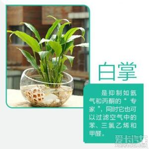 吸毒王植物 【9款“吸毒”植物，选盆搬回家吧】