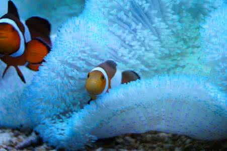海洋生物 海洋生物作业杨宁