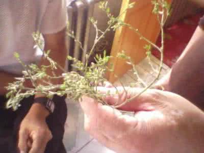 尿毒症世代祖传秘方 祖传秘方：尿毒症特效验方猿仔草叶茎根双效饮