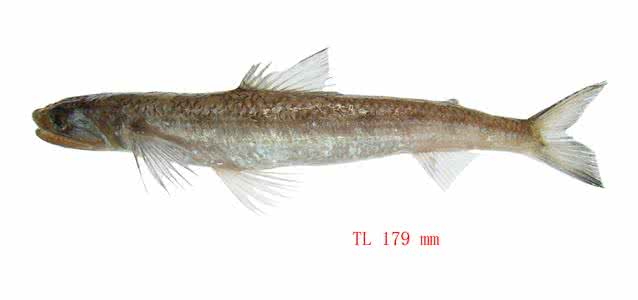 长蛇鲻味道怎么样 长蛇鯔