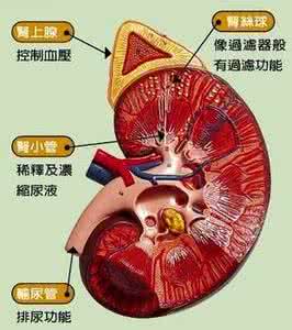 慢性阻塞性肺疾病护理 慢性肾脏疾病 慢性肾脏疾病的食疗护理