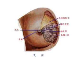 乳头凹陷有什么危害 乳头凹陷有什么危害 乳头凹陷的危害性是什么