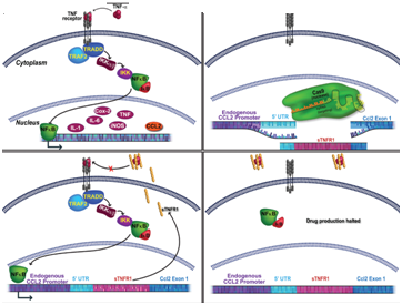 基因编辑 美国开发基因编辑技术遇上“劲敌”中国