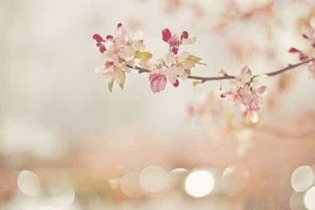 给时光一份浅浅的回眸 给时光一份浅浅的回眸，给心灵一份淡淡的安暖；芬芳过往，岁月静好!