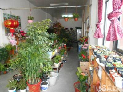 绿植花店装修效果图 花店必备绿植养护 黄蜀葵的养殖方法 养护黄蜀葵必备技巧