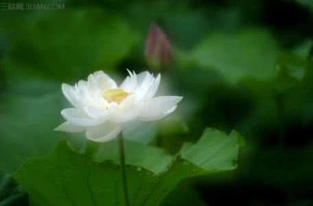 心态决定一切的感悟 人生熟透，心态淡然