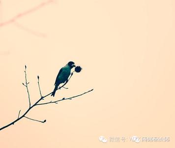 向上帝借一只脚 上帝为每一只笨鸟都准备了一个矮树枝
