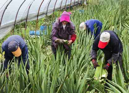 种植芦荟有人收购吗 种植芦荟有人收购吗 有人收购白沙烟吗？
