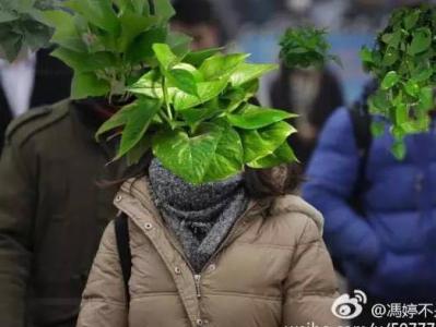 济南绿萝 济南妈妈：北京的孩子是花朵，济南的孩子是绿萝？