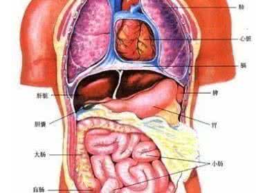 身体左侧有什么器官 身体左侧有哪些器官？