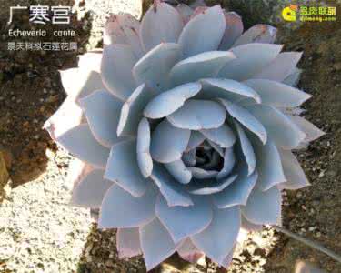 多肉植物广寒宫 【多肉植物】广寒宫 Echeveria cante | 多肉联萌