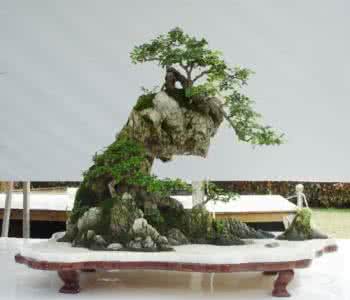 山水盆景用盆如何选择 山水盆景石材选择要领