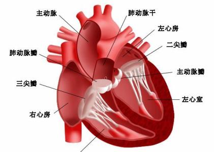 心衰的早期症状 心衰的早期症状及分类