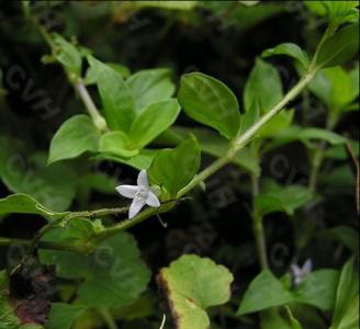 清热利湿中成药 清热利湿 乙肝治疗清热利湿法 【中药讨论专版】