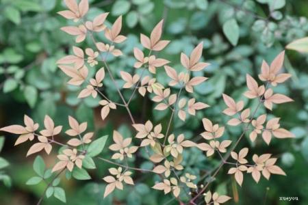 钢琴基础教程1采花调 花卉摄影教程:春天采花小技巧
