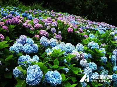 八仙花花期 八仙花花期 八仙花