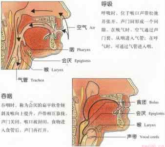 喉咙吞咽疼痛 深入喉底 尽享吞咽式的湿滑快感