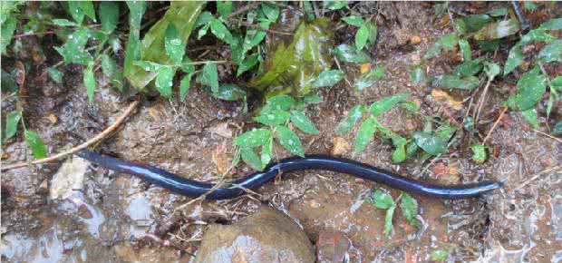 蚯蚓松土 屋顶花园养蚯蚓松土 花土里有蚯蚓怎么办？