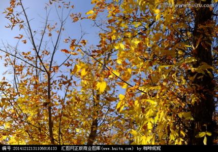 秋叶散落随风这首词曲 枯叶随风散,葬爱七度秋