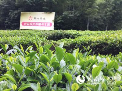 湖氵父 寻找茶香之旅 幽幽茶香中　走完中国名茶之旅之——蜀、豫、黔、滇、桂、粤、台名茶