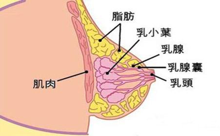 乳腺增生的原因 乳腺增生的原因 应警惕五因素