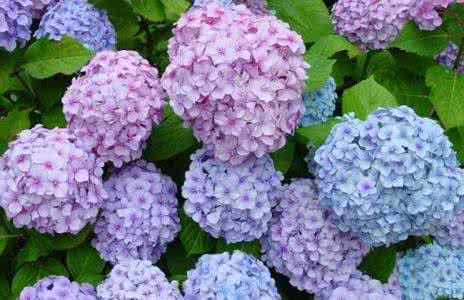 绣球花价格 绣球花的花期