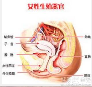 外阴白斑吃什么中药 外阴白斑吃什么中药 白斑吃什么药可治愈