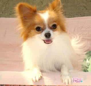 蝴蝶犬多少钱一只 蝴蝶犬价格多少 蝴蝶犬价格 蝴蝶犬多少钱