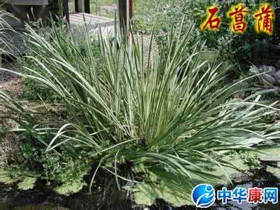 石菖蒲副作用 石菖蒲的副作用 菖蒲的功效与作用 副作用有哪些