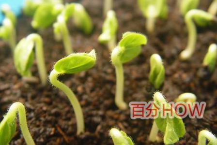 秋葵的种植方法 时间 种菜入门:秋葵种子怎么孵芽育苗(图文教程)3