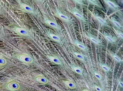 棒针孔雀花披肩图解 棒针模式----“孔雀羽毛”