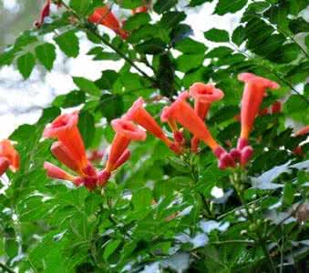 扬州瘦西湖 扬州瘦西湖植物识别——春夏藤木手记