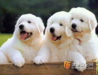 大白熊犬能长多大 大白熊能长多大 大白熊能长多大 大白熊犬的外形介绍