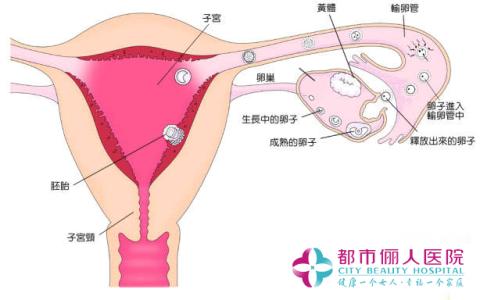 张庭什么原因不孕 不孕症原因 张庭不孕症具体原因？