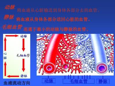 第一节流动的组织血液 第一节流动的组织——血液 1673字 投稿：薛痡痢