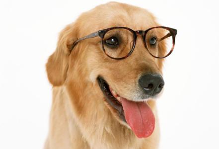 指犬 指狗