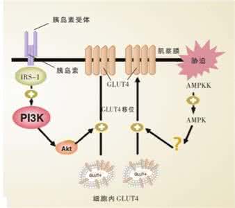 仝小林糖尿病新方法 糖尿病治疗新方法：调节葡萄糖代谢新机制！