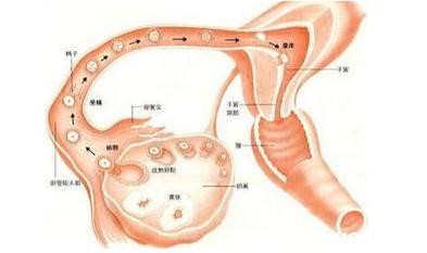 卵巢不排卵是什么原因 不排卵怎么办 不排卵是什么原因