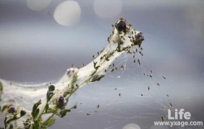 澳大利亚蜘蛛雨 澳大利亚下的蜘蛛雨是怎么回事