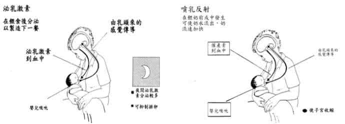 降低泌乳素的食物 降低泌乳素的食物 泌乳素怎么降低？