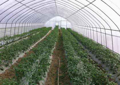 大棚桃病虫害防治技术 大棚辣椒的病虫害防治