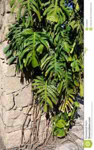 叶子是风的追求 叶子对树的爱