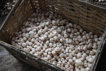 双孢蘑菇 吃双孢蘑菇上火吗?双孢蘑菇的营养价值有哪些