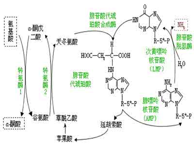 天门冬氨酸氨基转移酶 天门冬氨酸氨基转移酶 此转移酶的化学性质