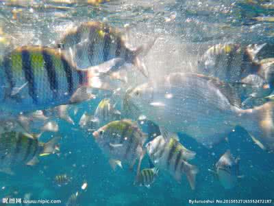 海底世界吞食鱼 大海有怪鱼：清朝皇帝看到的海底世界