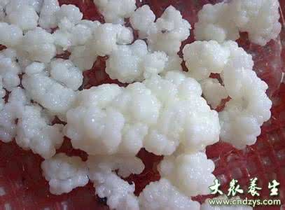 雪莲菌的功效与作用 雪莲菌什么人不能吃 雪莲菌作用