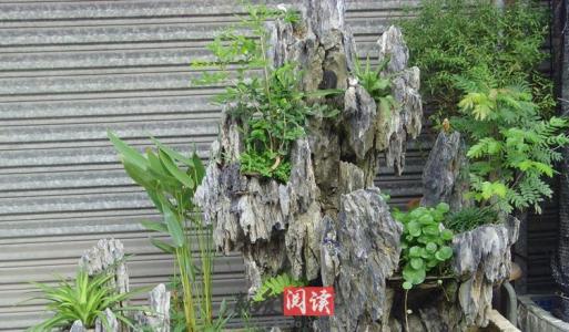 阳台假山鱼池风水讲究 阳台假山鱼池风水讲究 阳台假山风水 阳台假山风水知识