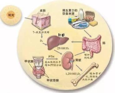 维生素b族吸收障碍症 维生素e吸收障碍 维生素E与饭同吃更利于吸收