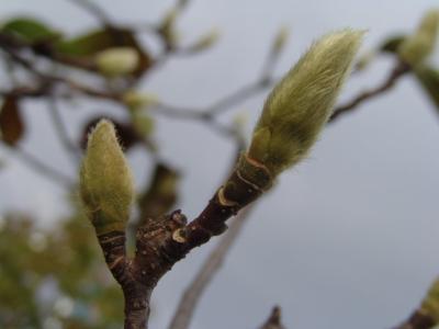 玉兰花种子 玉兰花种子有什么用?